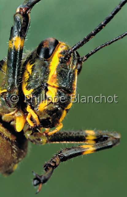 Chromacris speciosa.JPG - in "Portraits d'insectes" ed. SeuilChromacris speciosaCriquetLocustOrthopteraAcrididaePerou